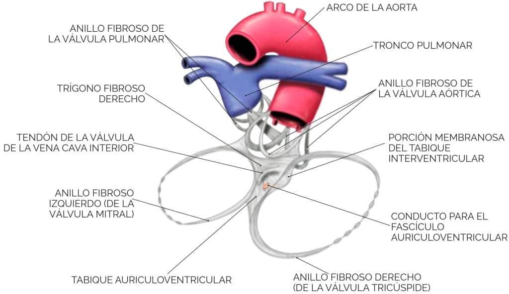 ¿Qué es el esqueleto fibroso del corazón?