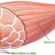 ¿Qué es una fibra muscular?