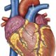 Base, ápex y surcos del corazón