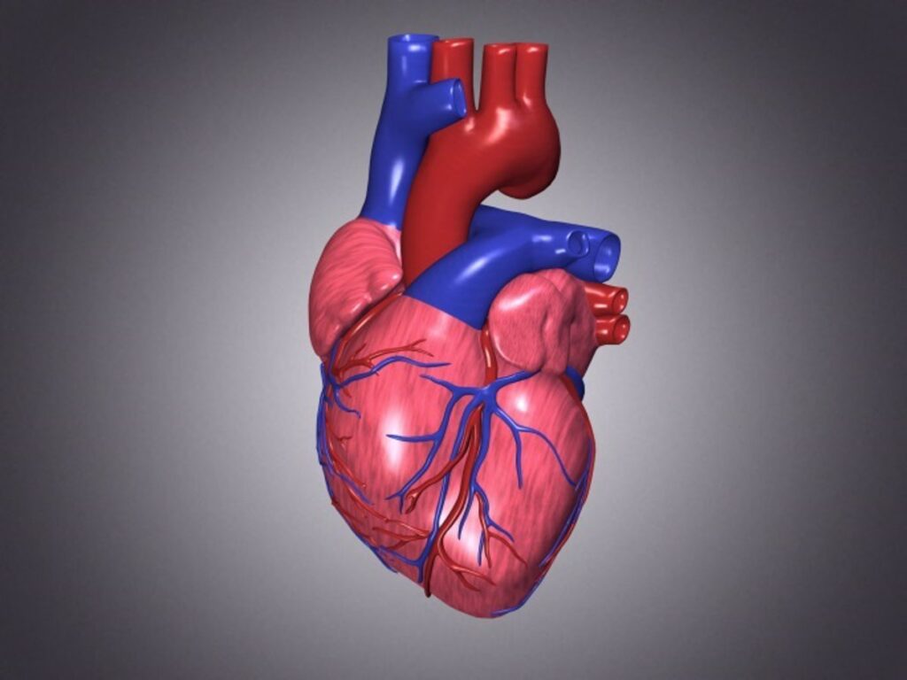 ¿Cuáles son las características generales del corazón?