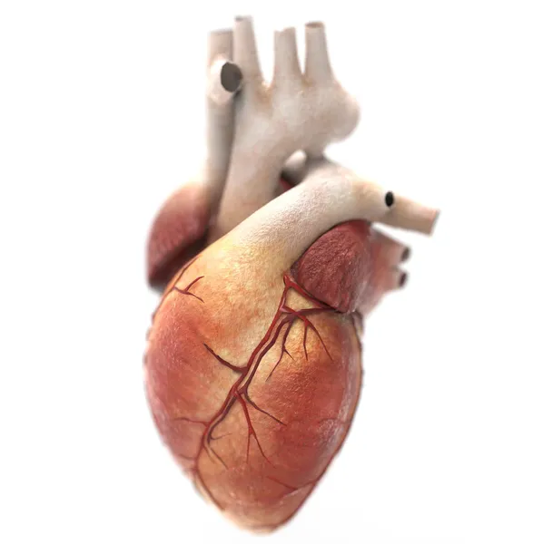 ¿Qué características tienen las caras del corazón?