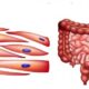 ¿Qué causa la contracción del músculo liso gastrointestinal?