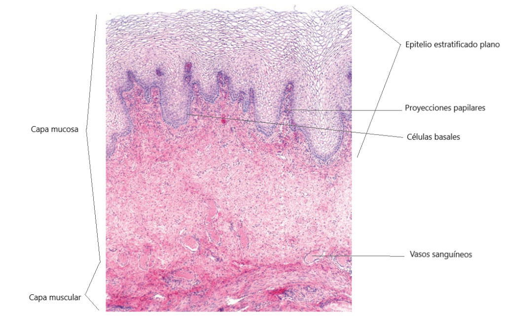 Histología de la vagina