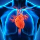 ¿Cómo funciona el corazón?