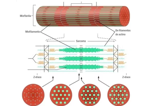 ¿Qué es una miofibrilla?