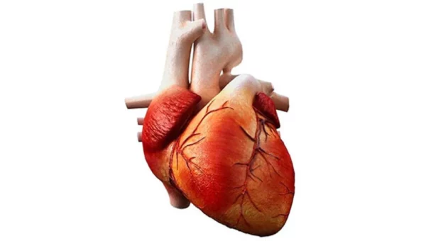 ¿Cómo se organiza el músculo cardiaco?