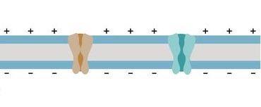 ¿Cuál es el potencial eléctrico en reposo de la células cardiacas?