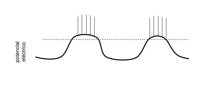 ¿Cuáles son las ondas eléctricas del músculo liso gastrointestinal?