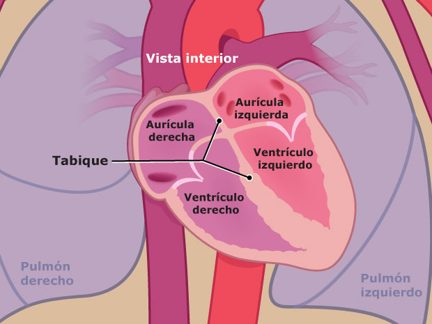 ¿Qué son los septos del corazón?