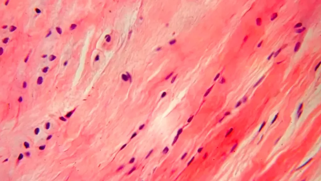 Características de las fibras de colágeno