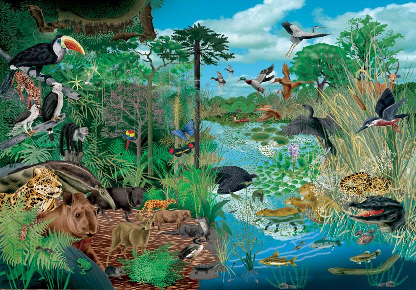 ¿Cuáles son los niveles de organización biológica?