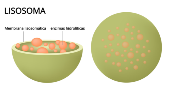¿Cual es la función de los lisosomas?