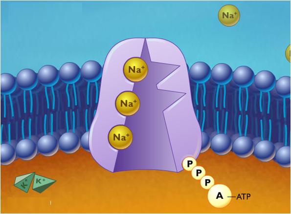 ¿Cuál es la función de la bomba de sodio-potasio?