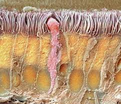 ¿Cómo se mueven los cilios celulares?