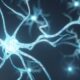 ¿Cómo se clasifican las neuronas?
