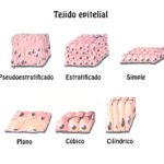 ¿Cómo se clasifican los epitelios?