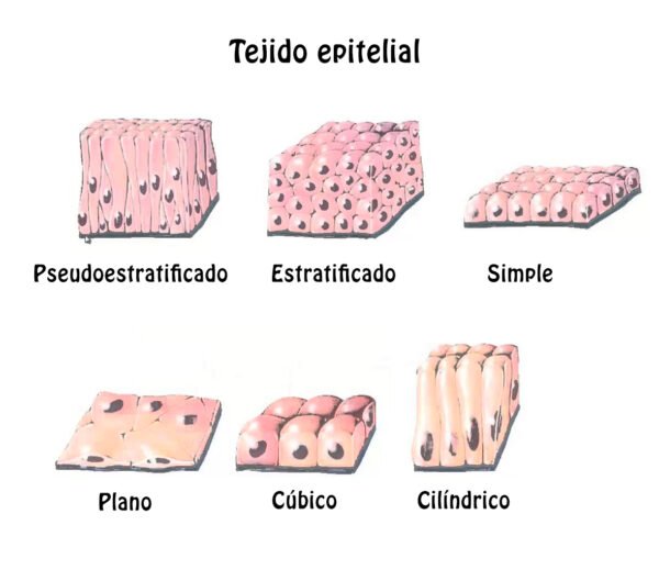 ¿Cómo se clasifican los epitelios?