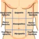 Regiones de la pared abdominal anterior
