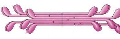 ¿Cómo están formados los filamentos de mioscina?