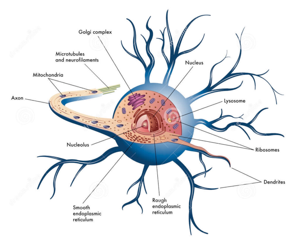 ¿Cómo es el soma neuronal?