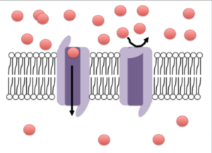 ¿Cómo funcionan los canales activados por voltaje?