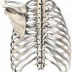 ¿Cómo son las articulaciones costovertebrales?