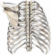 ¿Cómo son las articulaciones costovertebrales?