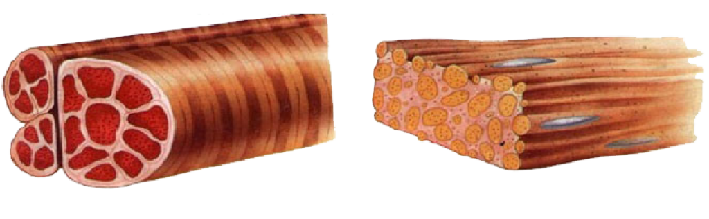Diferencias y similitudes en la contracción de músculo liso y esquelético