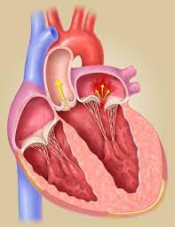 ¿Cuál es la función de las válvulas cardiacas?