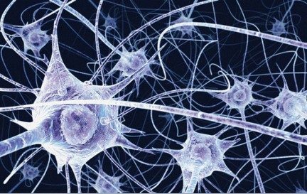 ¿Qué son las neuronas?