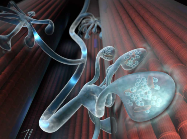 ¿Qué es la unión neuromuscular?