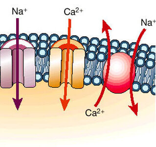 ¿Qué son los canales lentos de la membrana celular?