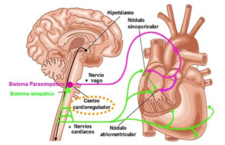 Efecto de la estimulación simpática y parasimpática sobre la frecuencia cardíaca.