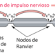 ¿Qué es la conducción saltatoria?