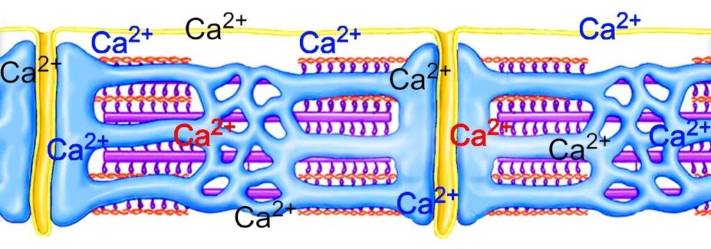 ¿Qué es el acoplamiento excitación - contracción?