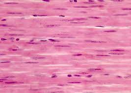 ¿Cuáles son los tipo de músculo liso?