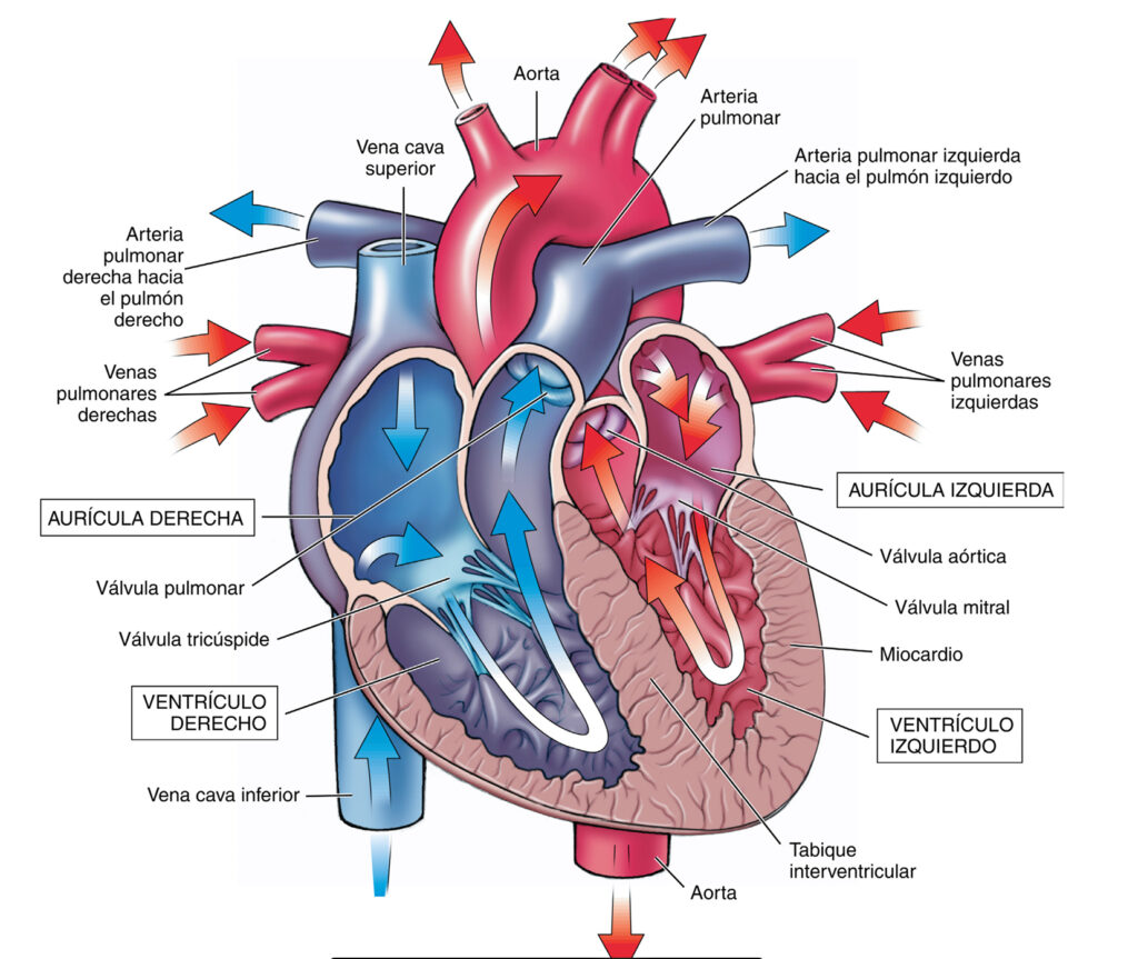 Anatomía y fisiología del corazón