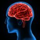 ¿Qué es el cerebro?