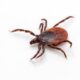 ¿Qué es la Ixodes ricinus?