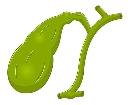 Datos anatómicos a recordar sobre la vesícula y vía biliar