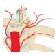 ¿Qué son las arterias espinales?