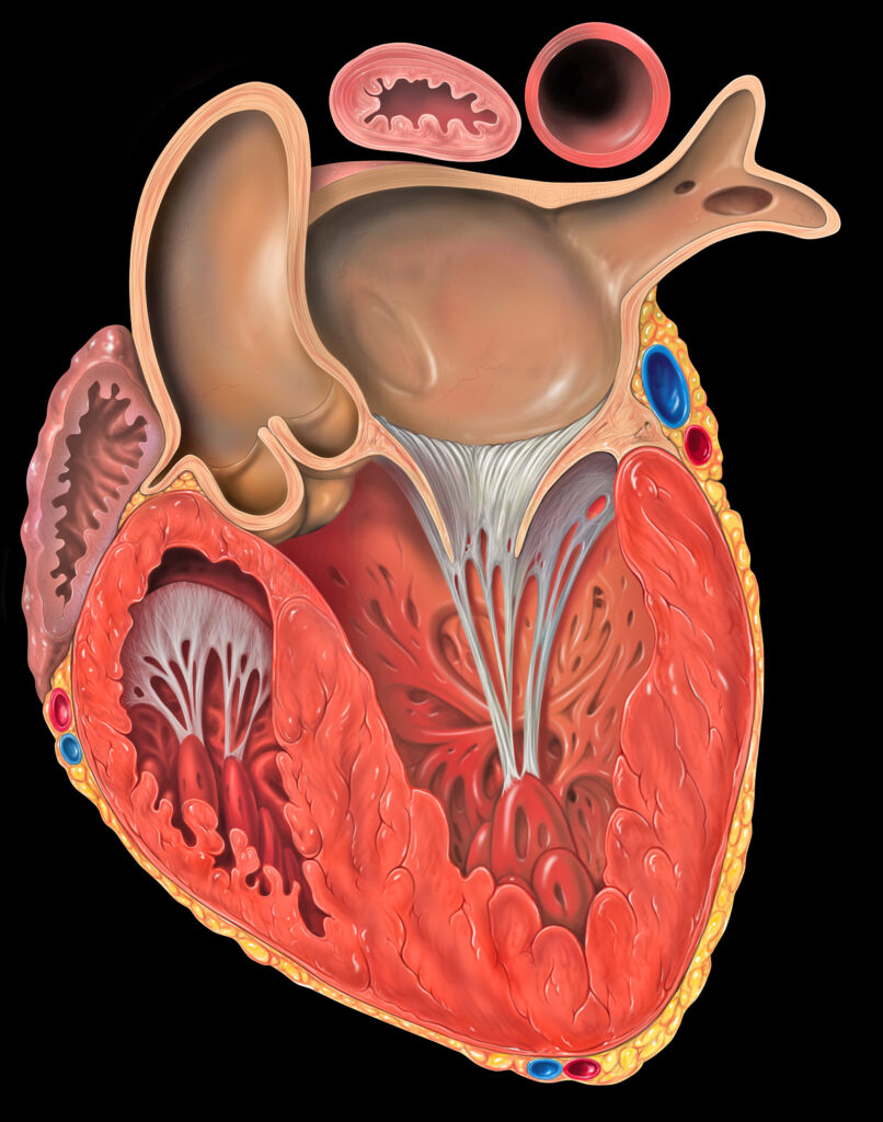 ¿Cómo son las paredes de las cavidades cardiacas?