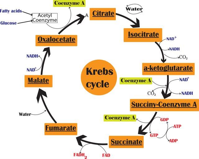 ¿Qué es el ciclo de Krebbs?