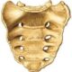 Hueso sacro