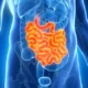 ¿Cuál es la función del intestino delgado?