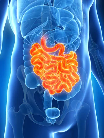 ¿Cuál es la función del intestino delgado?