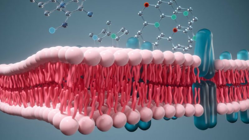 Movimiento de los fármacos en el organismo