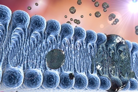 Interacción de los fármacos con la membrana plasmática