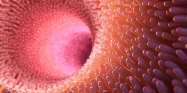 Absorción de fármacos en estómago vs intestino