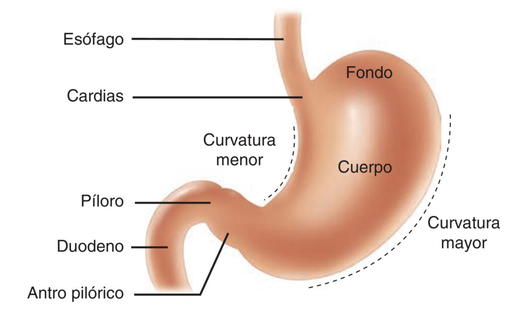 Puntos de referencia anatómica del estómago